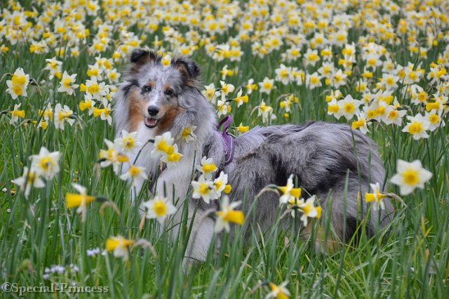 Bloom 1,5 jaar oud